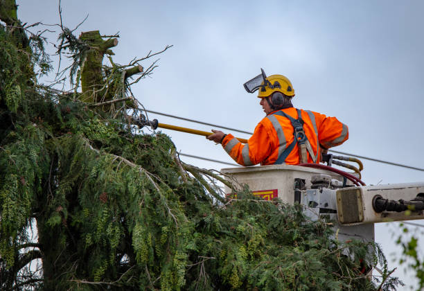 How Our Tree Care Process Works  in  Roseland, NJ